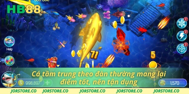 Cá tầm trung theo đàn thường mang lại điểm tốt, nên tận dụng