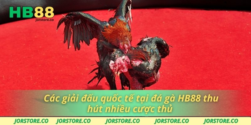 Các giải đấu quốc tế tại đá gà HB88 thu hút nhiều cược thủ 